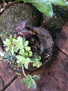 Sweet succulent #Australia #native #ecovillage #rainforest @boneAndsilver