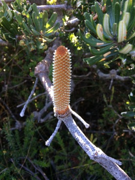 Banksia while walking for wellbeing through coastal plains in Tasmania, Australia