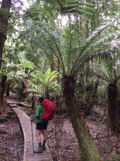 tree fern forest #rainforest #tasmania #australia #threecapestrack