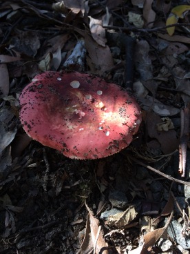 Fungus while walking for wellbeing through coastal plains in Tasmania, Australia
