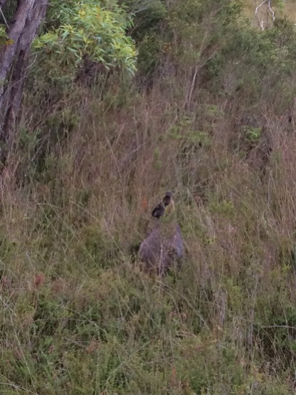 Wallaby sighting near the track in Tasmania