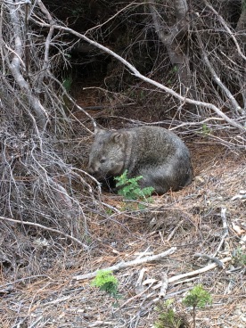 #nativeanimal #wombat #australia #tasmania #threecapestrack #wildlife #over50adventure